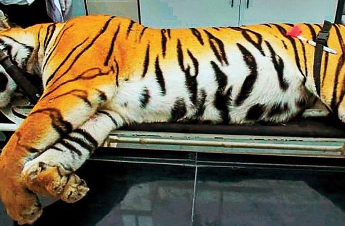 T-1 Tigress death case; Six hours investigation of forest officials and employees | टी-१ वाघीण मृत्यू प्रकरण; वनअधिकारी व कर्मचाऱ्यांची सहा तास चौकशी T-1 Tigress death case; Six hours investigation of forest officials and employees | टी-१ वाघीण मृत्यू प्रकरण; वनअधिकारी व कर्मचाऱ्यांची सहा तास चौकशी