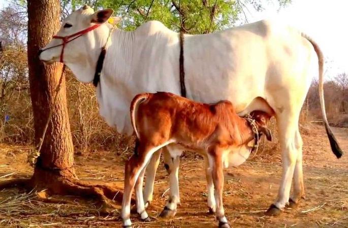 90% high calf female calves will be produced in the state | राज्यात ९० टक्के उच्च वंशावळीच्या मादी वासरांची निर्मिती होणार