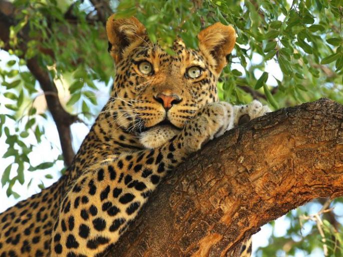 Farmer injured in leopard attack; Third incident in Chandrapur | बिबट्याच्या हल्ल्यात शेतकरी जखमी; चंद्रपुरातील तिसरी घटना Farmer injured in leopard attack; Third incident in Chandrapur | बिबट्याच्या हल्ल्यात शेतकरी जखमी; चंद्रपुरातील तिसरी घटना