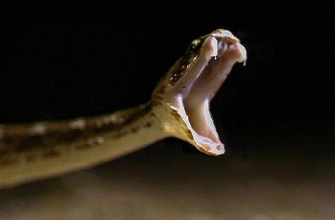 In Vidarbha, 6712 people suffered snake bite in two and a half years | विदर्भात अडीच वर्षात ६७१२ जणांना सर्पदंश In Vidarbha, 6712 people suffered snake bite in two and a half years | विदर्भात अडीच वर्षात ६७१२ जणांना सर्पदंश