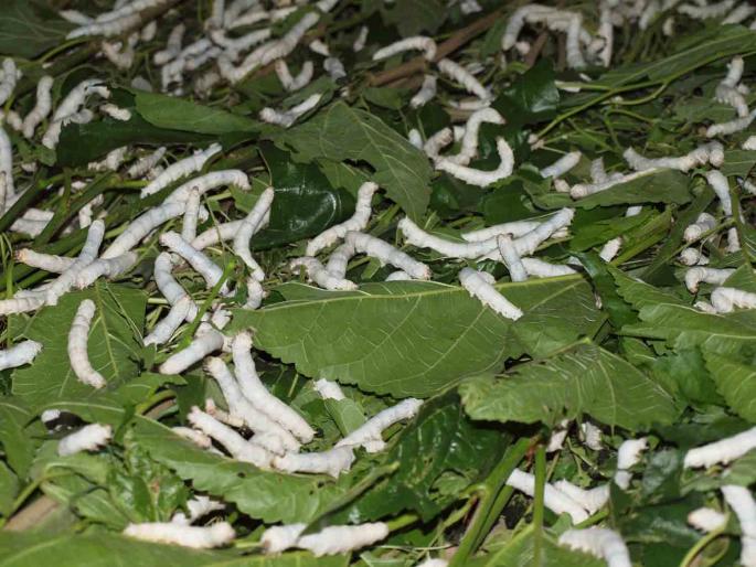 Scope for silk farming in Vidharbha region; ignorance by farmers | रेशीम शेतीला विदर्भात वाव; मात्र शेतकऱ्यासह कृषी विभाग उदासीन Scope for silk farming in Vidharbha region; ignorance by farmers | रेशीम शेतीला विदर्भात वाव; मात्र शेतकऱ्यासह कृषी विभाग उदासीन
