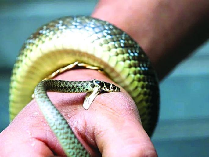 Snake bite; Accident? Confusion within the doctors | सर्पदंश; अपघात की घटना? डॉक्टरांतच संभ्रम Snake bite; Accident? Confusion within the doctors | सर्पदंश; अपघात की घटना? डॉक्टरांतच संभ्रम