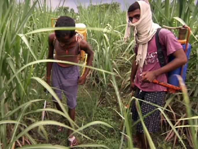 Forensic report managed in Yavatmal spraying poisoning case | यवतमाळच्या फवारणी विषबाधा प्रकरणातला फॉरेन्सिक अहवाल मॅनेज Forensic report managed in Yavatmal spraying poisoning case | यवतमाळच्या फवारणी विषबाधा प्रकरणातला फॉरेन्सिक अहवाल मॅनेज