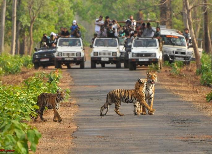 Implementation of rules will now be strict in Tadoba Tiger Reserve | आता ताडोबा व्याघ्र प्रकल्पात होणार नियमांची काटेकोर अंमलबजावणी