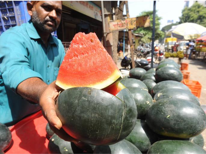 Kolhapur: In the market the fruits of reddish brinjal, apples and apples have increased in number of fruits | कोल्हापूर : लालभडक कलिंगडे बाजारात, सीताफळ, सफरचंदांसह फळांची आवक वाढली Kolhapur: In the market the fruits of reddish brinjal, apples and apples have increased in number of fruits | कोल्हापूर : लालभडक कलिंगडे बाजारात, सीताफळ, सफरचंदांसह फळांची आवक वाढली