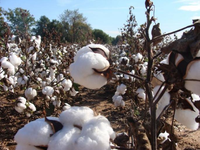 Cotton theft outside the cotton shopping center | कापूस खरेदी केंद्राबाहेर कापसाची चोरी, पोलिसांनी काही तासातच लावला छडा Cotton theft outside the cotton shopping center | कापूस खरेदी केंद्राबाहेर कापसाची चोरी, पोलिसांनी काही तासातच लावला छडा