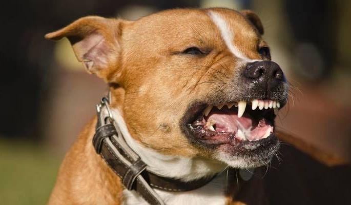 In Chandrapur district, 5 thousand 377 people were bitten by dogs in six months | चंद्रपूर जिल्ह्यात सहा महिन्यात ५ हजार ३७७ व्यक्तींना मोकाट कुत्र्यांचा चावा In Chandrapur district, 5 thousand 377 people were bitten by dogs in six months | चंद्रपूर जिल्ह्यात सहा महिन्यात ५ हजार ३७७ व्यक्तींना मोकाट कुत्र्यांचा चावा