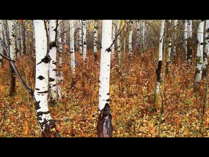 Optical illusion a wolf is hidden among the trees find it in just 11 seconds | Optical Illusion: झाडांमध्ये लपला आहे एक कोल्हा, केवळ 11 सेकंदात शोधण्याचं आहे चॅलेंज