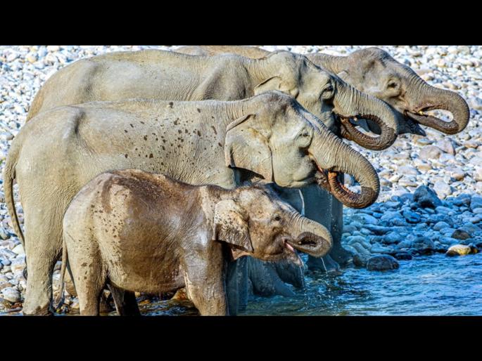 Optical illusion : How many elephants are hidden in this picture | Optical Illusion: या फोटोत किती हत्ती पाणी पित आहेत? बरोबर उत्तर सांगणं झालंय अवघड Optical illusion : How many elephants are hidden in this picture | Optical Illusion: या फोटोत किती हत्ती पाणी पित आहेत? बरोबर उत्तर सांगणं झालंय अवघड