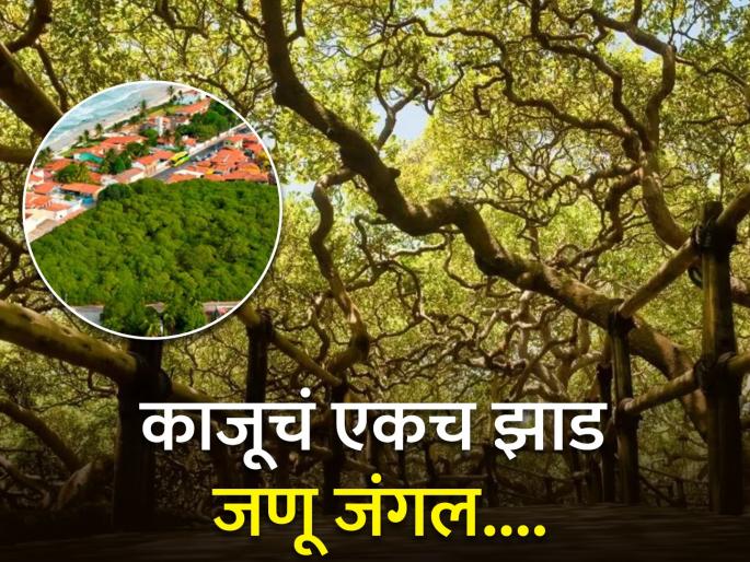 World largest cashew tree in Natal Brazil | हे आहे जगातील सगळ्यात मोठं काजूचं झाड, जंगलासारखं दिसतं! वाचा विशाल आकाराचं कारण...