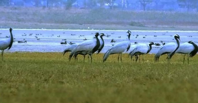 Air travel on the banks of the Ujani Dam of the Pink Manas migrated from Europe | युरोपातून स्थलांतर झालेल्या गुलाबी मैनांची उजनी धरण काठावर हवाई सफर