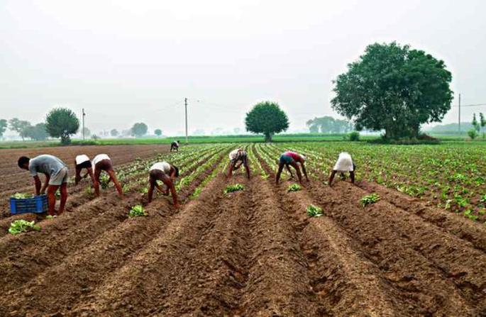 Farmers waiting for rain | ‘गाढव’ गेले रिकामे, ‘मेंढा’कडून अपेक्षा; आता भिस्त आर्द्रावर ! Farmers waiting for rain | ‘गाढव’ गेले रिकामे, ‘मेंढा’कडून अपेक्षा; आता भिस्त आर्द्रावर !