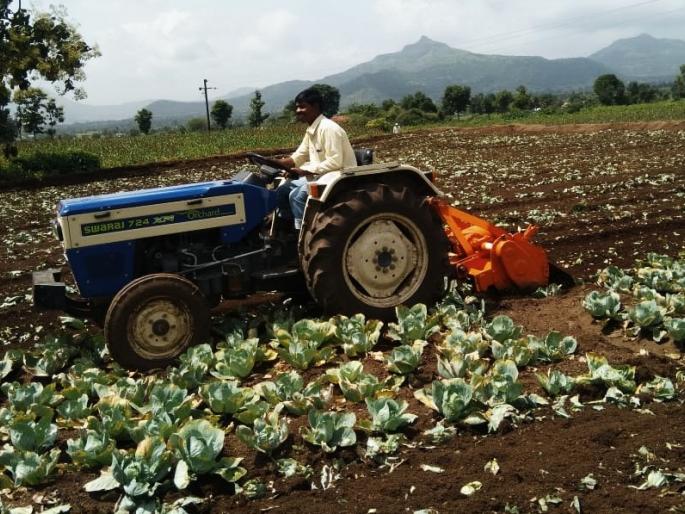 Rotor rotated on one acre cabbage crop | एक एकर कोबी पिकावर फिरविला रोटर Rotor rotated on one acre cabbage crop | एक एकर कोबी पिकावर फिरविला रोटर