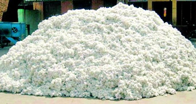 Should unregistered cotton be made into mattresses & cushions? | नोंदणी न झालेल्या कापसाच्या गाद्या, उशा कराव्या का? Should unregistered cotton be made into mattresses & cushions? | नोंदणी न झालेल्या कापसाच्या गाद्या, उशा कराव्या का?