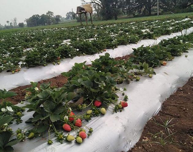 One hectare of ground strawberries, wheat, cauliflower; Successful experiment of highly educated young farmer | एक हेक्टर जमिनित स्ट्रॉबेरी, गहू, फुलकोबी; उच्चशिक्षित युवा शेतकऱ्याचा यशस्वी प्रयोग One hectare of ground strawberries, wheat, cauliflower; Successful experiment of highly educated young farmer | एक हेक्टर जमिनित स्ट्रॉबेरी, गहू, फुलकोबी; उच्चशिक्षित युवा शेतकऱ्याचा यशस्वी प्रयोग
