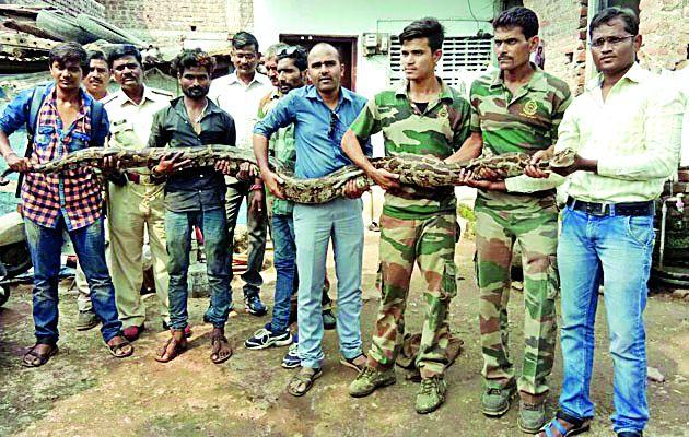 Reddish flute python found in a red line | लालखडीत आढळला साडेचौदा फुटाचा अजगर Reddish flute python found in a red line | लालखडीत आढळला साडेचौदा फुटाचा अजगर