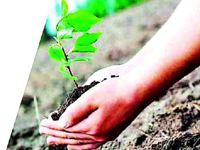 Pits of two feet and one half feet | खड्डे दोन फुटांचे अन् रोपे दीड फूट Pits of two feet and one half feet | खड्डे दोन फुटांचे अन् रोपे दीड फूट