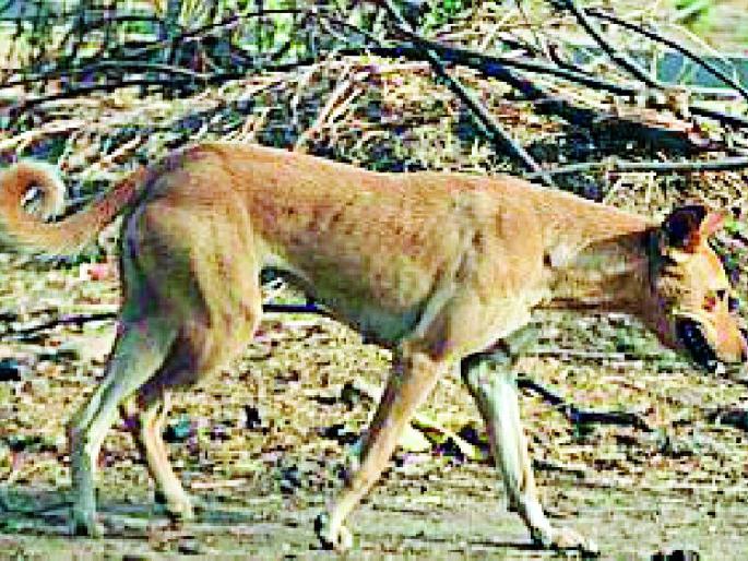 The sale of open meat appeals to dogs | उघड्यावरील मांस विक्रीे श्वानांना करताहेत आकर्षित The sale of open meat appeals to dogs | उघड्यावरील मांस विक्रीे श्वानांना करताहेत आकर्षित