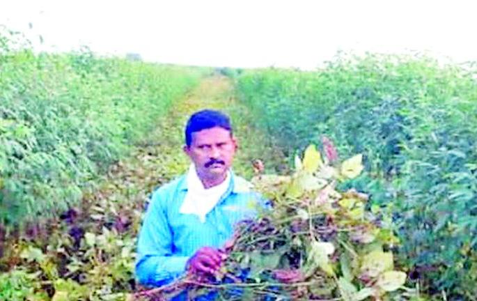 Seed plot pods pochat | सीड प्लॉटच्या शेंगा पोचट