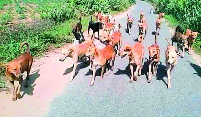 Rabies-resistant vaccine missing in the district | जिल्ह्यात रेबीज प्रतिबंधक लस बेपत्ता