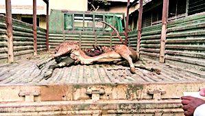 Squared by the dog, the name of a leopard? | श्वानांनी केली चितळाची शिकार, नाव बिबटाचे ? Squared by the dog, the name of a leopard? | श्वानांनी केली चितळाची शिकार, नाव बिबटाचे ?