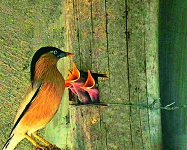 For the conservation of the bird 'he' shaken | पक्षी संवर्धनासाठी ‘तो’ झपाटलेला