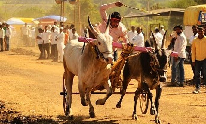 Farmer's movement will be bullied, witness! | शेतकऱ्याच्या आंदोलनाला बैलजोडी होणार साक्षी !