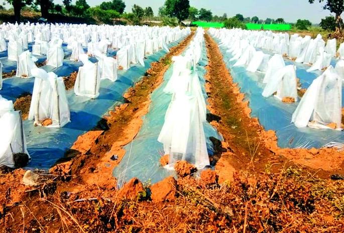 Crop crop cover worth lakhs! | कारले पिकाला क्रॉप कव्हर ठरले लाखमोलाचे ! Crop crop cover worth lakhs! | कारले पिकाला क्रॉप कव्हर ठरले लाखमोलाचे !