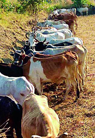 The unauthorized bull market fills the Aamgad Shivaraya | आंबागड शिवारात भरतो अनधिकृत बैल बाजार The unauthorized bull market fills the Aamgad Shivaraya | आंबागड शिवारात भरतो अनधिकृत बैल बाजार
