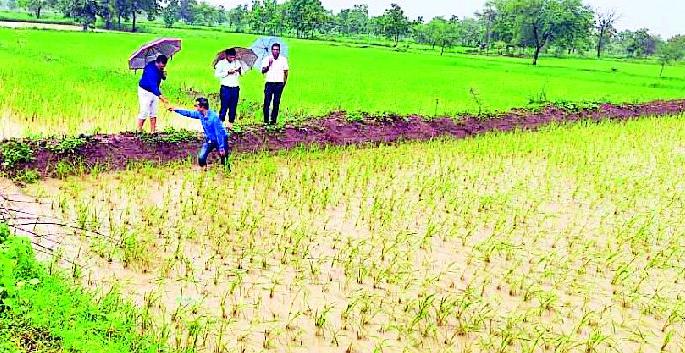 Monitoring of crop crop damage | धान पिकाच्या नुकसानीची पाहणी Monitoring of crop crop damage | धान पिकाच्या नुकसानीची पाहणी