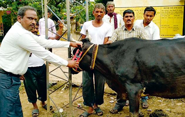 Animals based on the capitals as well as the citizens | मुंढरीत नागरिकांप्रमाणे जनावरांनाही आधार