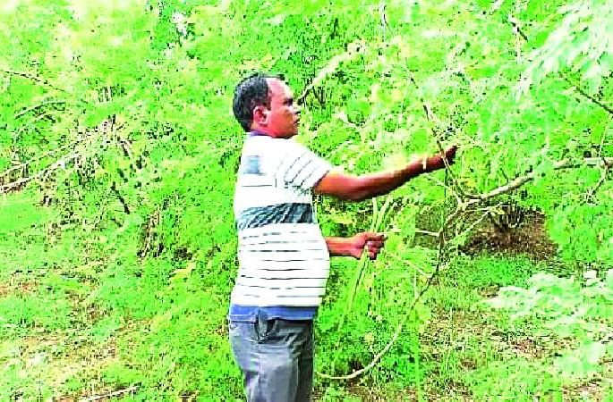 Profit from the peak system change | पीक पद्धत बदलातून कमविला नफा