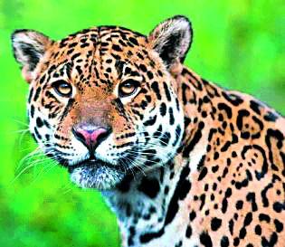 Leopard made goat, bullock's hunting | बिबट्याने केली शेळी,बैलाची शिकार Leopard made goat, bullock's hunting | बिबट्याने केली शेळी,बैलाची शिकार