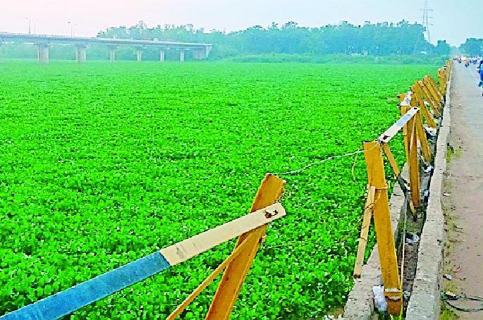 Life partner Vainganga Corrupted | जीवनदायीनी वैनगंगा दूषित Life partner Vainganga Corrupted | जीवनदायीनी वैनगंगा दूषित