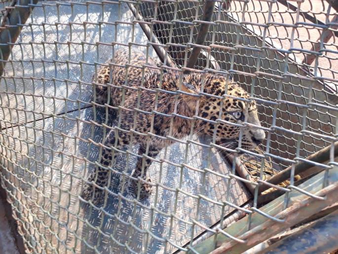 Ratnagiri jijiko leopa alive | रत्नागिरीनजीक बिबट्याला जीवदान Ratnagiri jijiko leopa alive | रत्नागिरीनजीक बिबट्याला जीवदान