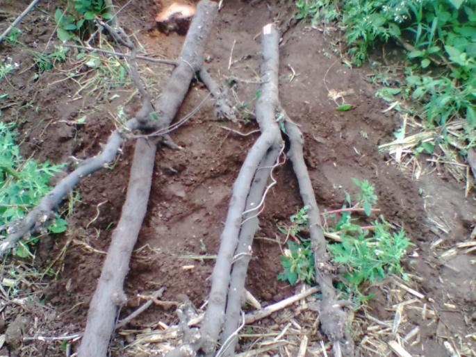 Theft of sandalwood trees at Brahmangaon | ब्राह्मणगाव येथे चंदनाची झाडांची चोरी Theft of sandalwood trees at Brahmangaon | ब्राह्मणगाव येथे चंदनाची झाडांची चोरी