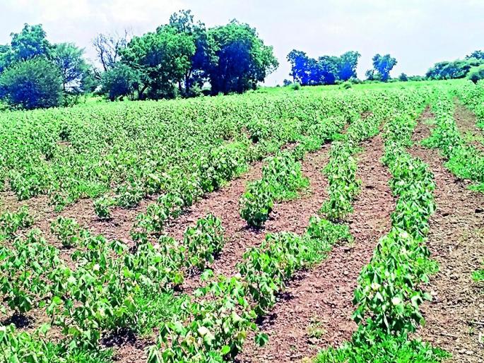 Droughts in the area are severe | मन्याड परिसरात दुष्काळाचे चटके तीव्र Droughts in the area are severe | मन्याड परिसरात दुष्काळाचे चटके तीव्र