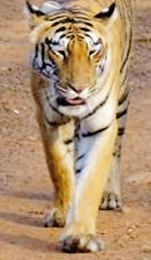 'That' Cannibal Waghini's flutter sanctuary 'Uttera' | ‘त्या’ नरभक्षक वाघिणीचे चपराळा अभयारण्याकडे ‘युटर्न’ 'That' Cannibal Waghini's flutter sanctuary 'Uttera' | ‘त्या’ नरभक्षक वाघिणीचे चपराळा अभयारण्याकडे ‘युटर्न’