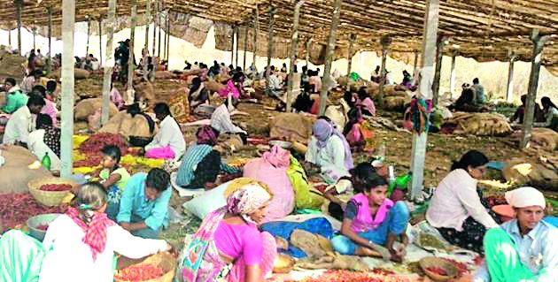 Pepper base for unemployed workers | बेरोजगार मजुरांना मिरची सातऱ्याचा आधार Pepper base for unemployed workers | बेरोजगार मजुरांना मिरची सातऱ्याचा आधार