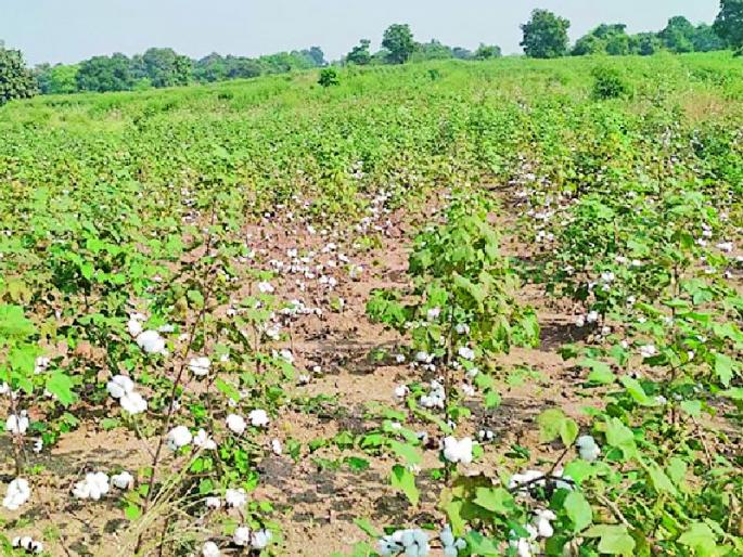 A double crisis on the cotton producing farmers in the district | जिल्ह्यातील कापूस उत्पादक शेतकऱ्यांपुढे दुहेरी संकट