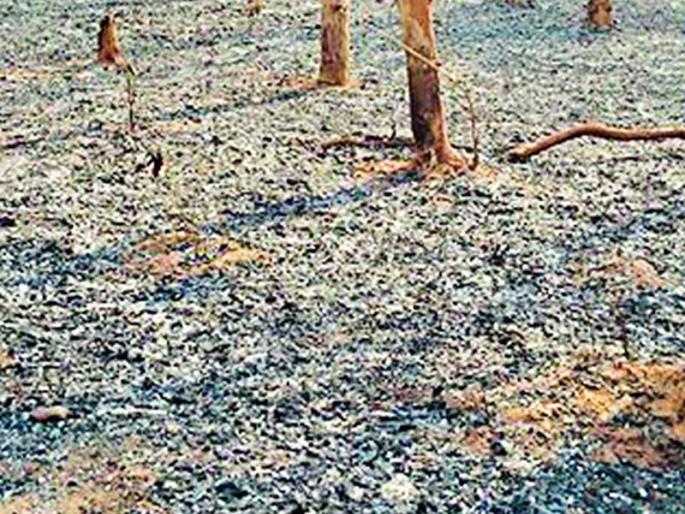 Fire in the forest | मूरपार जंगलात आग Fire in the forest | मूरपार जंगलात आग