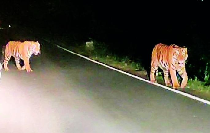 Two tigers appear on Mul-Maroda road | मूल-मारोडा रस्त्यावर दोन वाघांचे दर्शन Two tigers appear on Mul-Maroda road | मूल-मारोडा रस्त्यावर दोन वाघांचे दर्शन