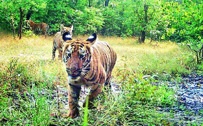 Leader Tiger and cattle man face-to-face | पट्टेदार वाघ व पशुपालक आमने-सामने Leader Tiger and cattle man face-to-face | पट्टेदार वाघ व पशुपालक आमने-सामने