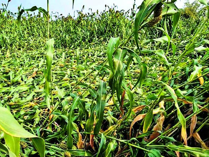 Agriculture for the survey | सर्वेक्षणासाठी कृषी पथक शेतशिवारात Agriculture for the survey | सर्वेक्षणासाठी कृषी पथक शेतशिवारात