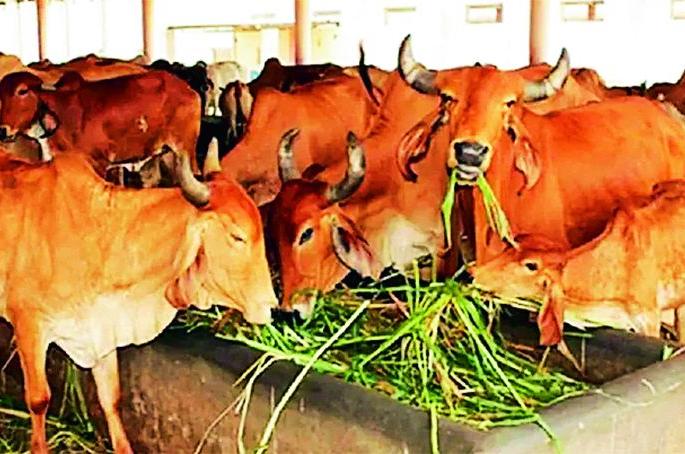 You have to drink only cow's milk! | संकरीत गायीचेच दूध प्यावे लागणार! You have to drink only cow's milk! | संकरीत गायीचेच दूध प्यावे लागणार!