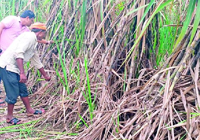 He travels 100 km and does farming | १०० किमी प्रवास करून तो करतोय शेती