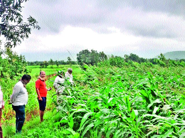 Maize crop flattened by rains | पावसाने मका पीक भुईसपाट Maize crop flattened by rains | पावसाने मका पीक भुईसपाट