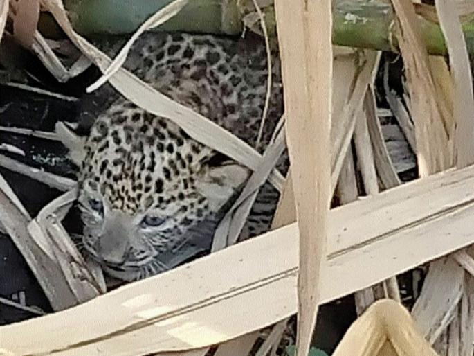 Two calf calves were seen in the field at Rigaon | रिगाव येथे शेतात दिसले बिबट्याचे दोन बछडे Two calf calves were seen in the field at Rigaon | रिगाव येथे शेतात दिसले बिबट्याचे दोन बछडे