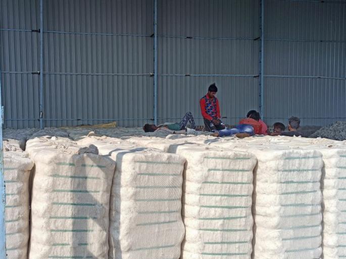 The impact of 'corona' on the cotton industry | कापसाच्या उद्योगावर ‘कोरोना’चा परिणाम