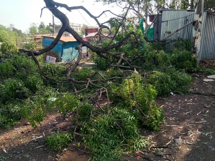 Rain with strong winds in Dahivadi area, trees fell in many places | दहिवडी परिसरात वादळी वाऱ्यासह पाऊस, अनेक ठिकाणी झाडे पडली Rain with strong winds in Dahivadi area, trees fell in many places | दहिवडी परिसरात वादळी वाऱ्यासह पाऊस, अनेक ठिकाणी झाडे पडली